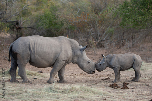 White Rhino seen on a safari in South Africa