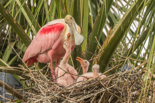 USA, Florida, Anastasia Island, Alligator Farm. Roseate spoonbill adult on nest with chicks begging for food.