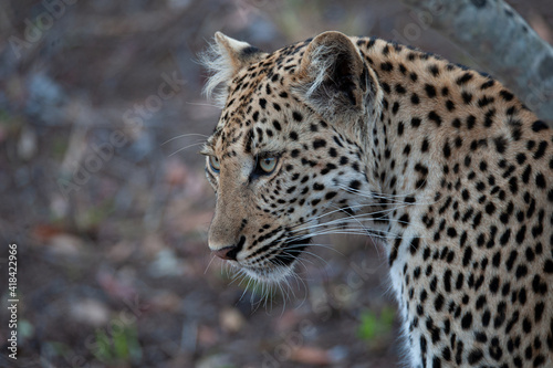 A Wild Leopard seen on a safari in South Africa © rudihulshof