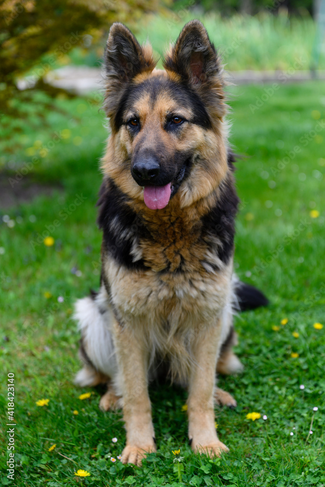 German shepherd sitting on the green grass. German shepherd sitting on the green grass.