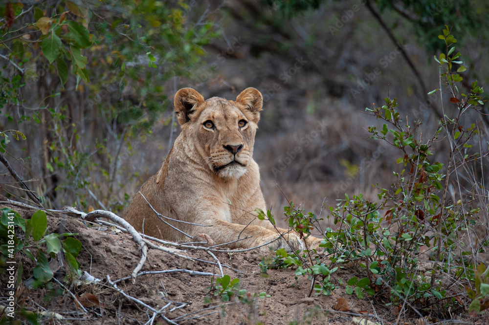 A young Female lion seen on a safari in South Africa A young Female lion seen on a safari in South Africa