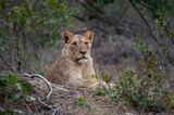 A young Female lion seen on a safari in South Africa