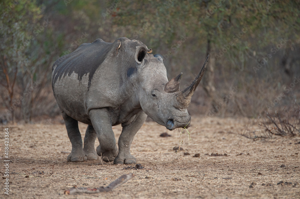 Fototapeta premium White Rhino seen on a safari in South Africa