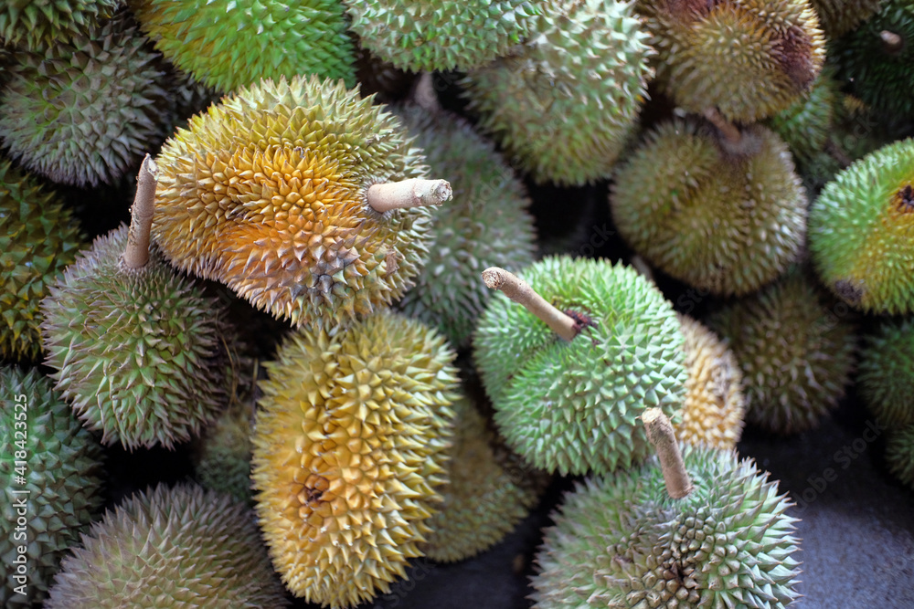 Durian fruit - durian fruit in large quantities, durian fruit in the market, durian fruit in a basket Durian fruit - durian fruit in large quantities, durian fruit in the market, durian fruit in a basket