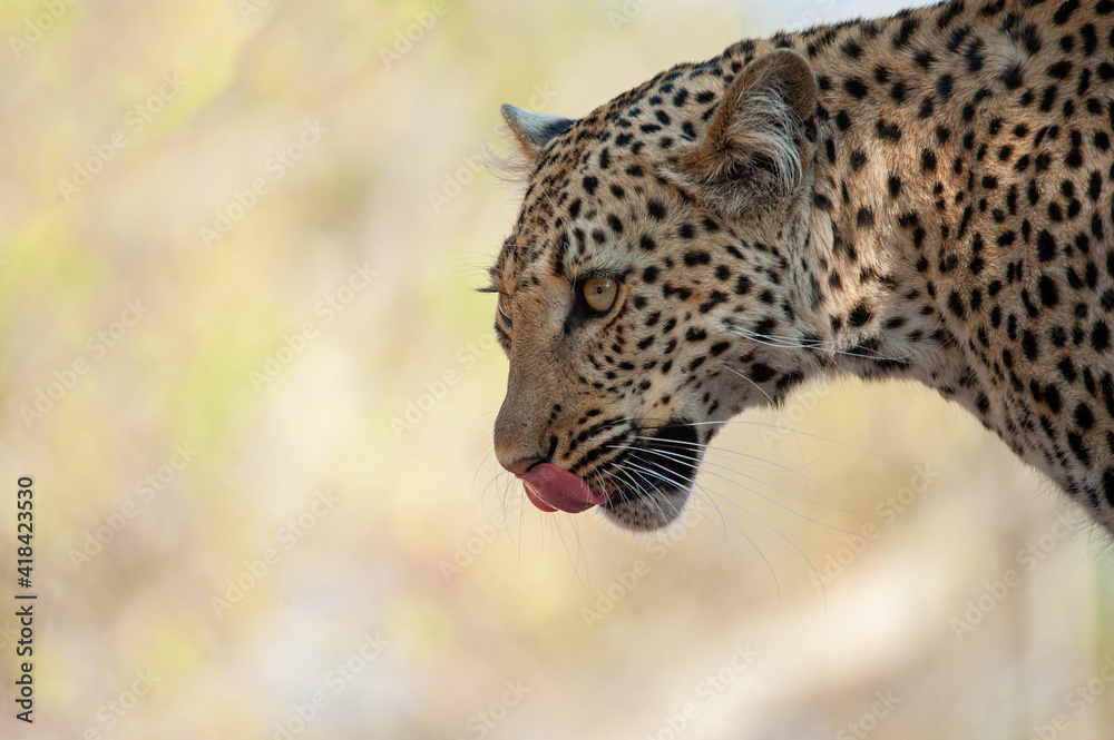 A Wild Leopard seen on a safari in South Africa A Wild Leopard seen on a safari in South Africa