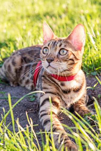 the cat on a leash walks on the street at sunset.