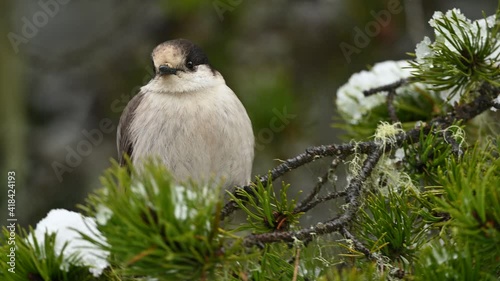 A Canada jay (Perisoreus canadensis), in winter plumage perched on a snowy spruce tree branch then flying away. The Royal Canadian Geographic Society chose it as the national bird of Canada.