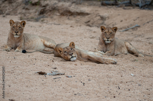 Female lions seen on a safari in South Africa