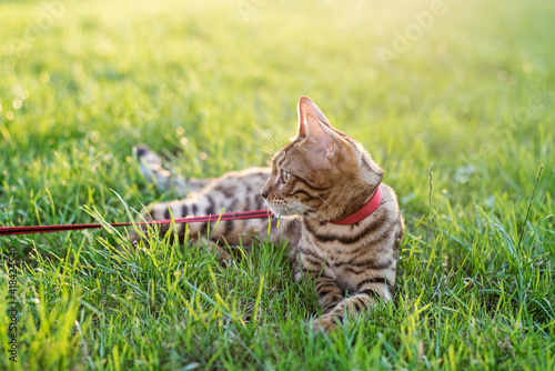 cat on a leash walks down the street at sunset. Lies on the grass in a harness