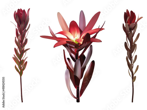 leucadendron safari sunset flower isolated 3d realistic vector illustration set. Conebush south Africa symbol. Evergreen. Bouquet part. Floral design element. Exotic macro plant. Full length purple