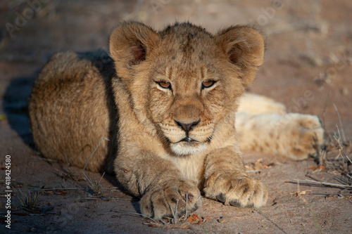 A Cute Lion cub seen on a safari in South Africa