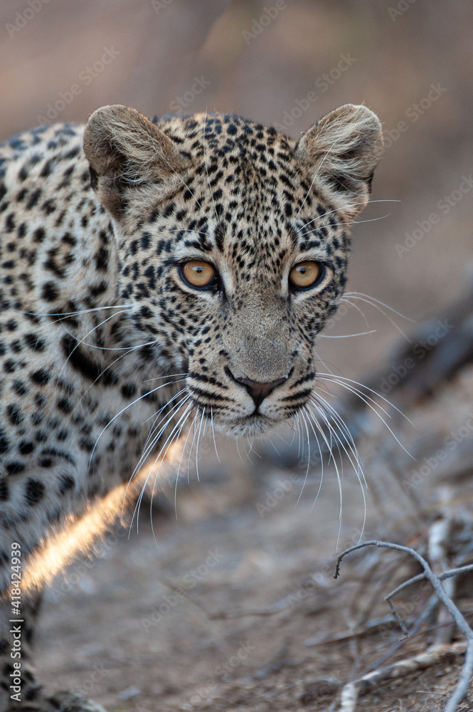 Obraz premium A Wild Leopard seen on a safari in South Africa