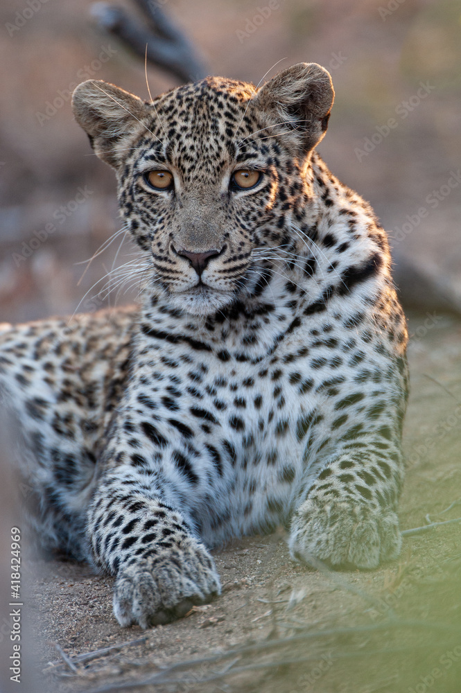 Fototapeta premium A Wild Leopard seen on a safari in South Africa