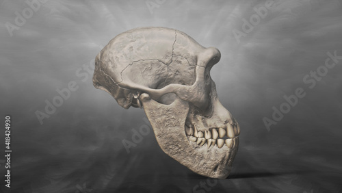 3D Recreation of Skull of Homo Erectus Dmanisi 