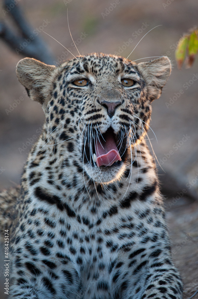 Fototapeta premium A Wild Leopard seen on a safari in South Africa