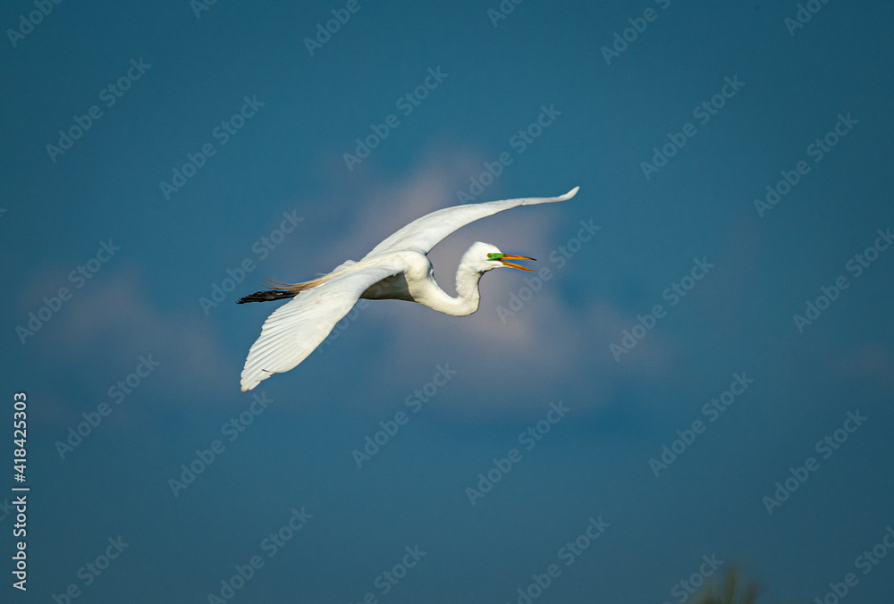 Obraz premium Great egret flies overhead with blue sky and clouds behind