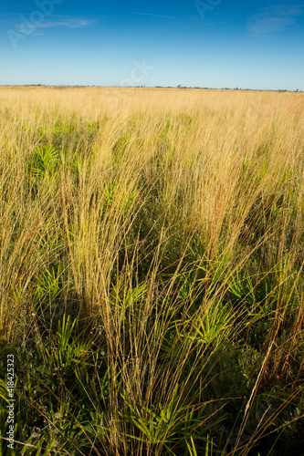Wet dry prairie with a mixture of palmetto and grasses  Kissimmee Prairie State Preserve  FL