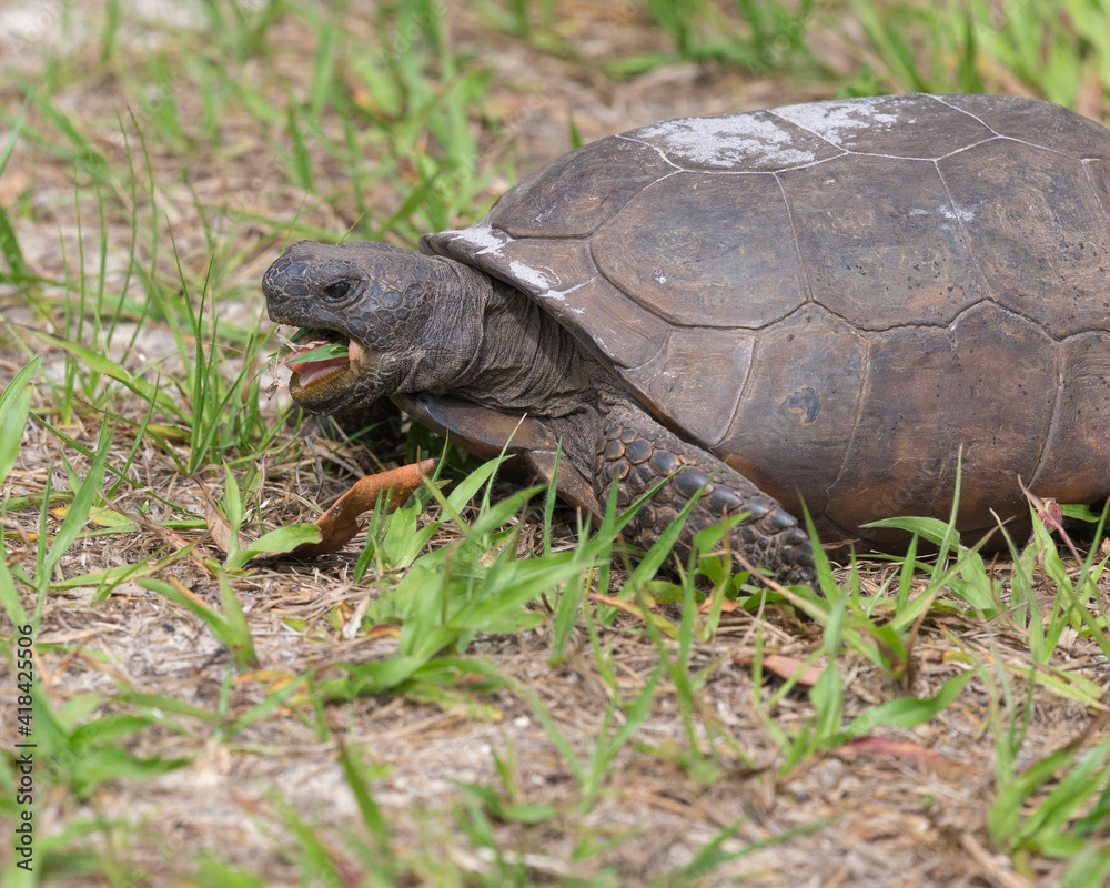 Gopher tortoise feeding, Florida, USA. Gopher tortoise feeding, Florida, USA.