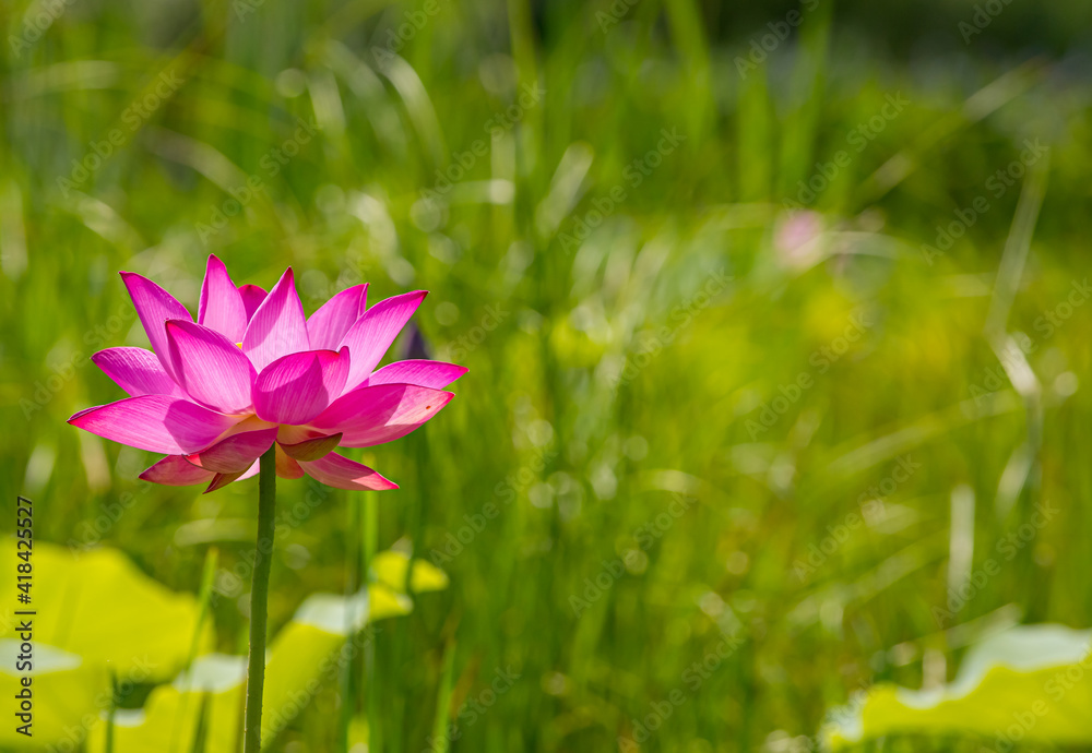 Hot pink lotus flower next to dark green background Hot pink lotus flower next to dark green background