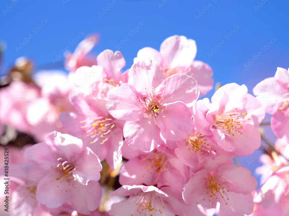 Fototapeta premium 青空とサクラの花