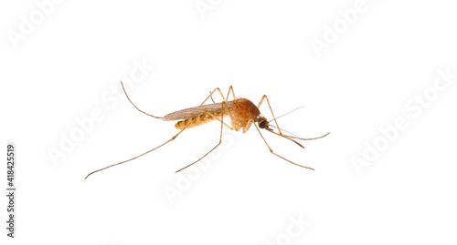 Common house mosquito isolated on white background, Culex pipiens