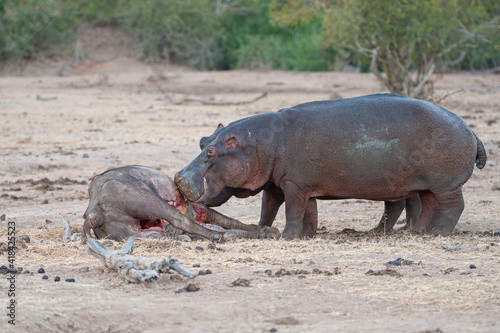 A Hippo investigating a Buffalo carcass, killed by Lions