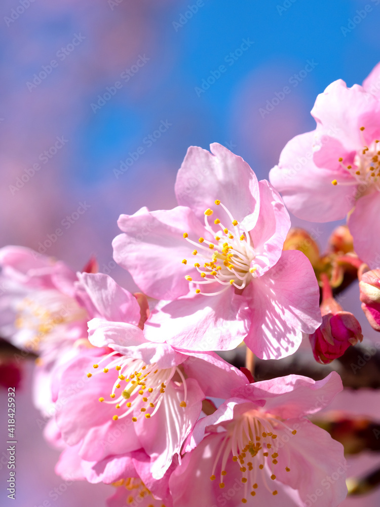 青空とサクラの花 青空とサクラの花