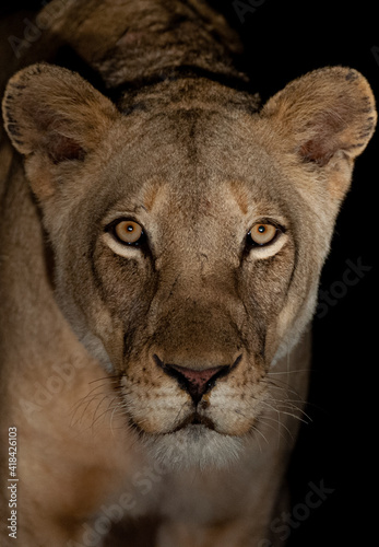 Female Lion seen on a safari in South Africa at night.