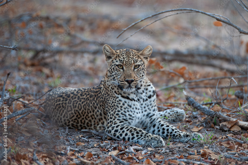 Obraz premium A Wild Leopard seen on a safari in South Africa