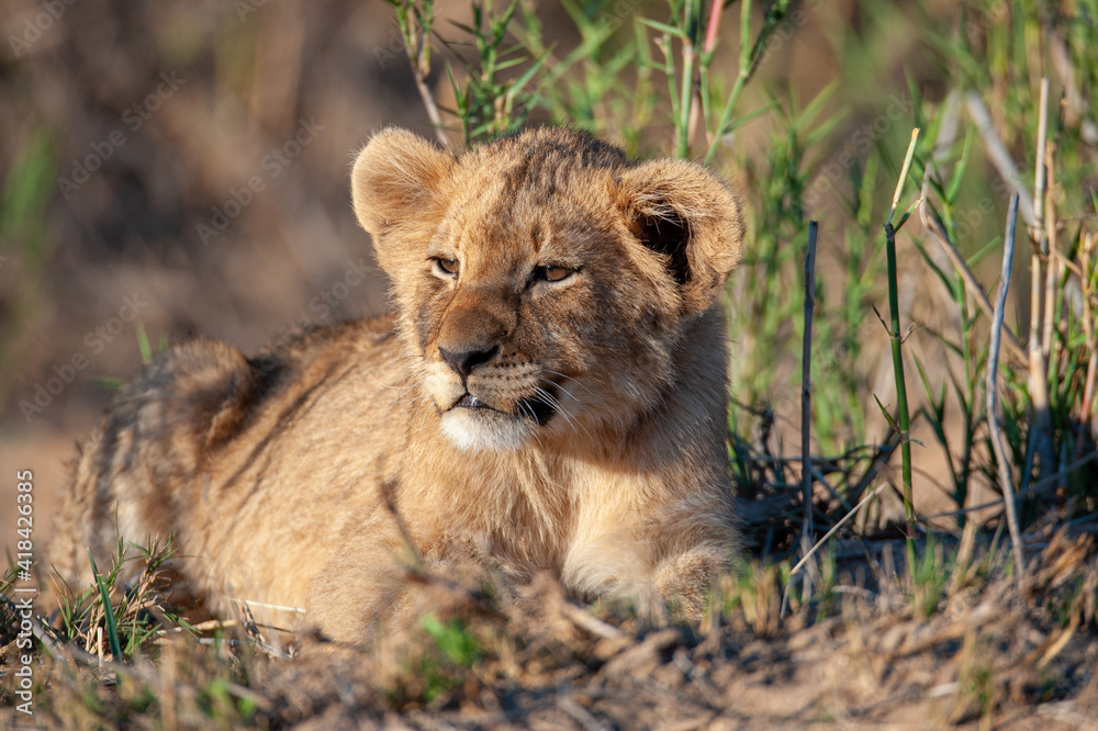 A Lion cub seen on a safari in South Africa A Lion cub seen on a safari in South Africa