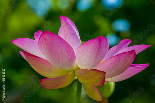 Lovely pink lotus blossom in full bloom in summer