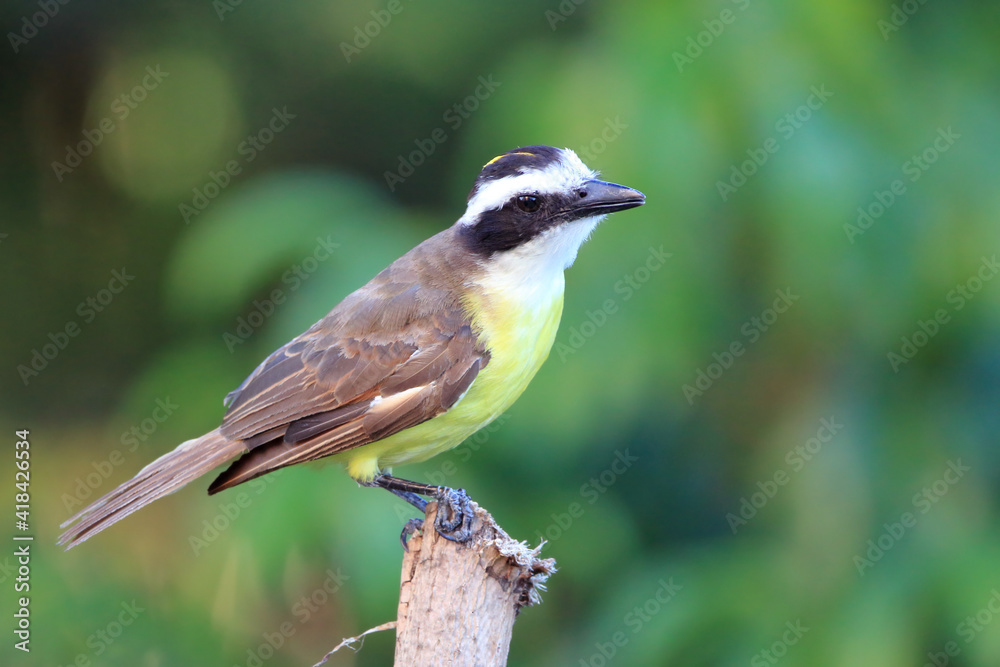 Great Kiskadee (Pitangus sulphuratus) perched on a branch and showing the yellow cap Great Kiskadee (Pitangus sulphuratus) perched on a branch and showing the yellow cap