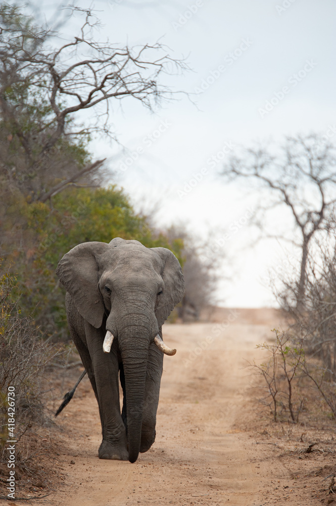 Obraz premium An African Elephant seen on a safari in South Africa