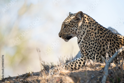 A Wild Leopard seen on a safari in South Africa