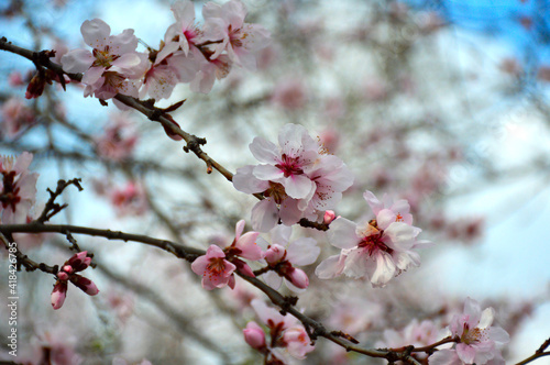 beautiful flowering branch of a cherry tree  on a branch of white flowers with pink petals