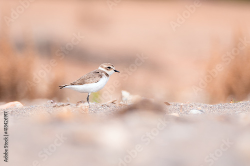 Chorlitejo patinegro entre desenfoques en la marina de Cope - Parque regional de Cabo Cope y Puntas de Calnegre - Murcia, España