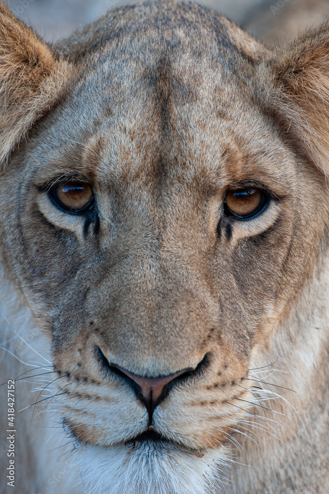 Fototapeta premium Young female Lion seen on a safari in South Africa