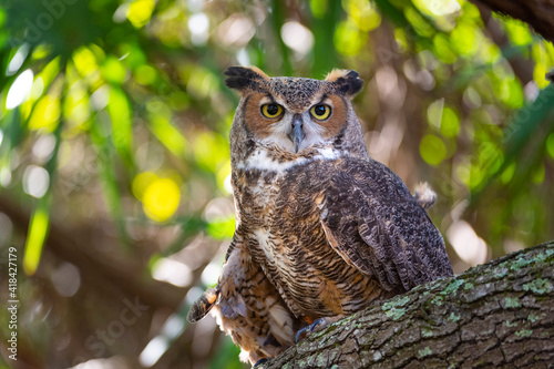 Portrait of a Great Horned Owl, perched in a tree