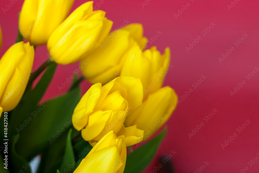 A bouquet of fresh yellow tulips on a red background. A small gift box next to the tulips. Spring flowers. The concept of spring or holiday, March 8, International Women's Day A bouquet of fresh yellow tulips on a red background. A small gift box next to the tulips. Spring flowers. The concept of spring or holiday, March 8, International Women's Day