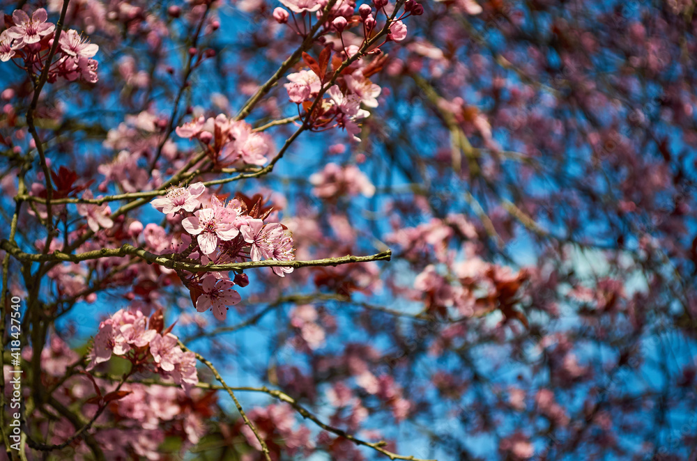 Some beautiful pink cherry blossom flowers. Cherry blossom tree branches on spring day in El Bolson, Rio Negro, Argentina Some beautiful pink cherry blossom flowers. Cherry blossom tree branches on spring day in El Bolson, Rio Negro, Argentina