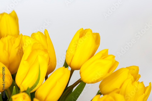 A bouquet of fresh yellow tulips on a white isolated background. Spring flowers in a vase. The concept of spring or holiday  March 8  International Women s Day 
