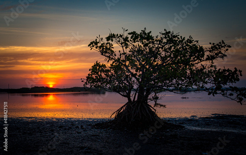 Silhouetted mangrove tree in front of suset on Merritt Island