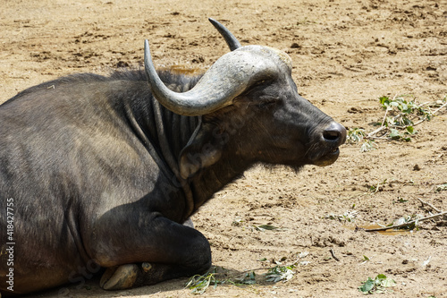Cape buffalo, Syncerus caffer caffer subspecies of African buffalo Syncerus caffer