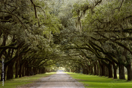 Live Oak Alley, Savannah, Georgia