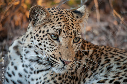 A wild Leopard seen on a safari in South Africa © rudihulshof