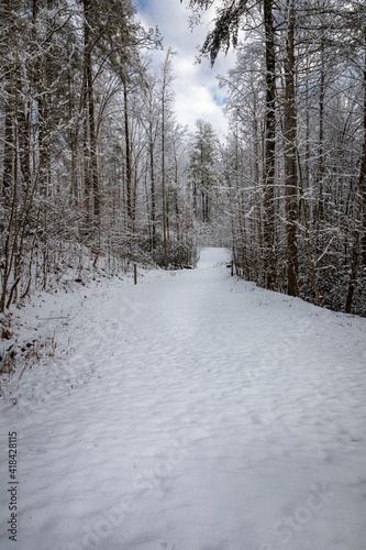Wallpaper Mural Snow covered road leads into forest in wintere Torontodigital.ca