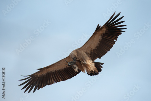 A Vulture seen on a safari in South Africa