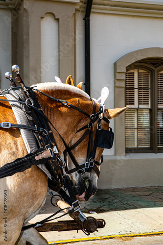 Savannah, Georgia, horses, blinders, harness, carriage