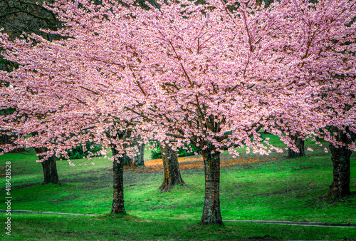 red Cherry blossoming in spring