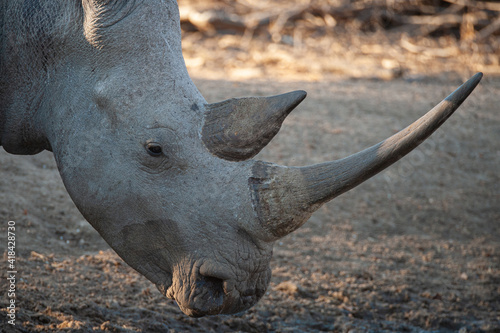 Close up of a White Rhino seen on a safari in South Africa